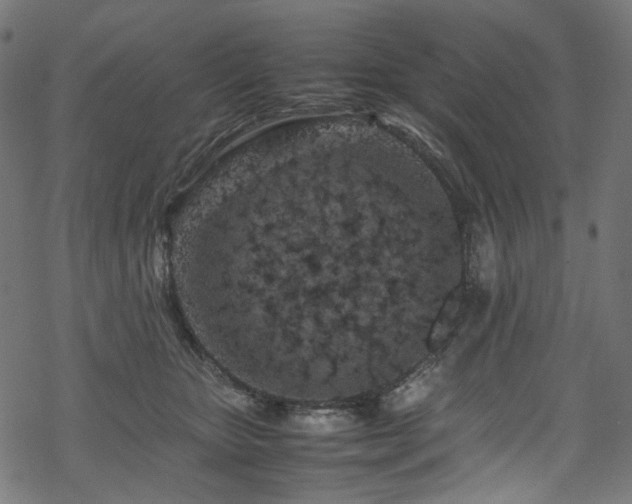 X0000070190467200605261202