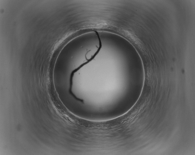 X0000070190532200605261200