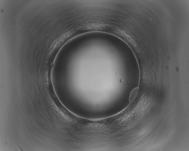 X0000070190633200605261158