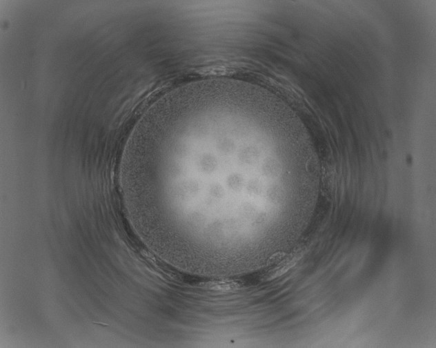 X0000070190652200605261159