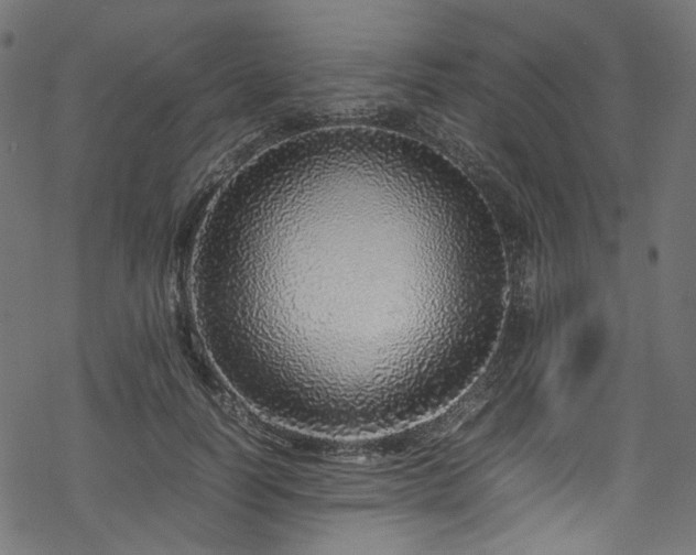 X0000070190746200605261157