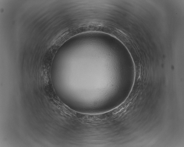 X0000070190774200605261156