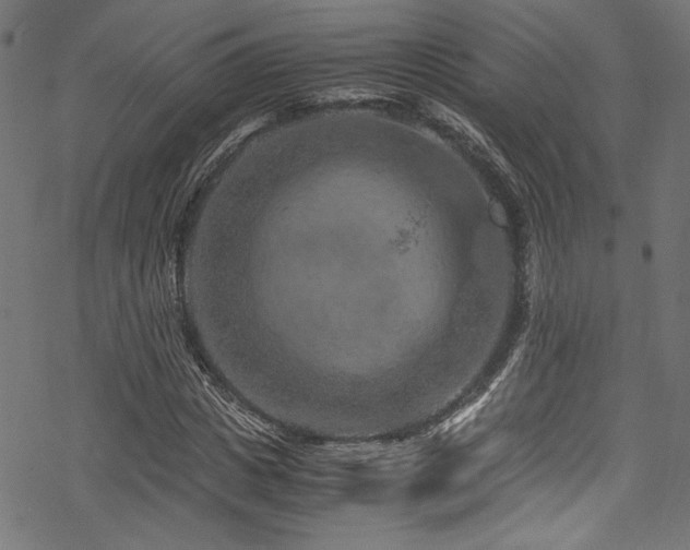 X0000070190825200605261155