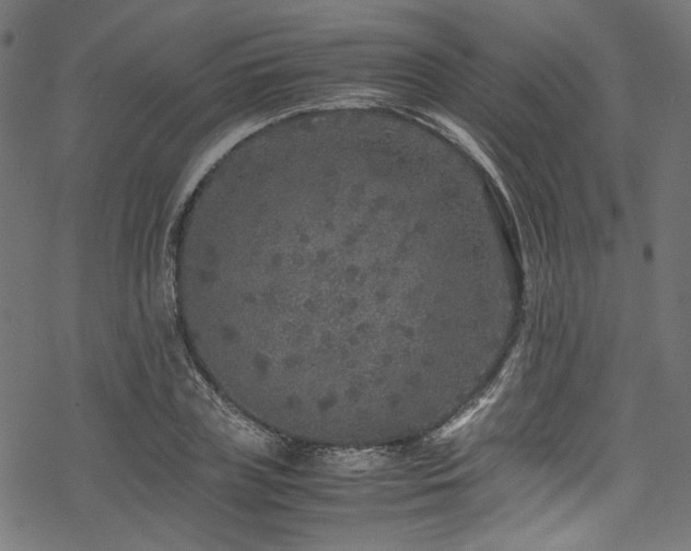 X0000070190835200605261155