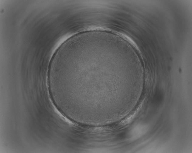 X0000070190847200605261156