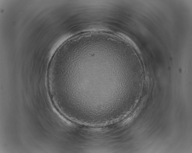 X0000070190855200605261156