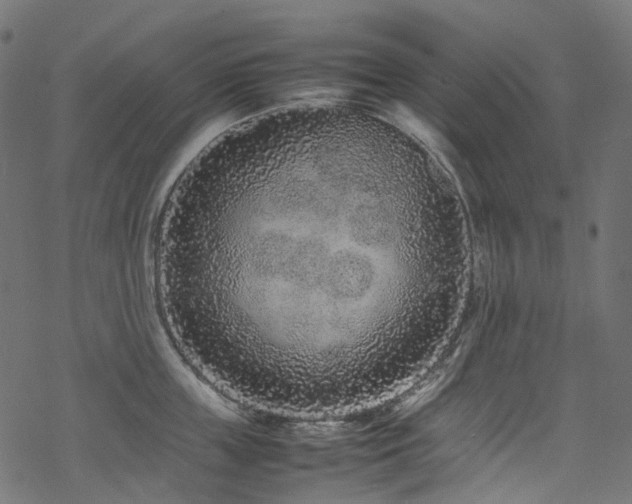 X0000070190859200605261156