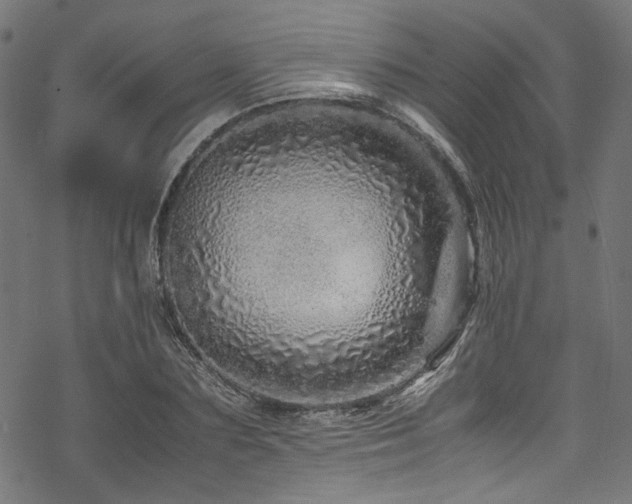 X0000070190883200605261155