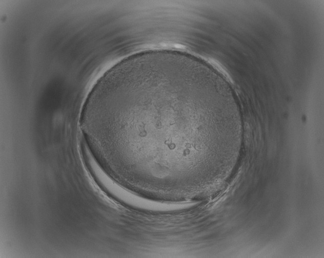 X0000070190895200605261155