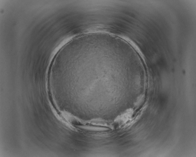 X0000070190957200605261154