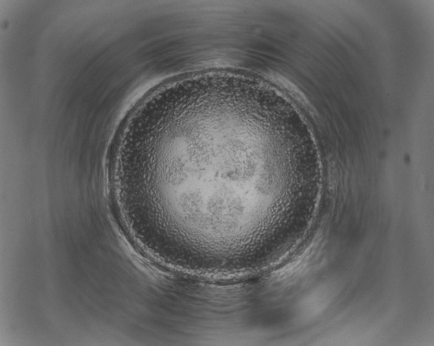 X0000070191031200605261152