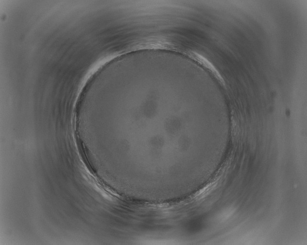 X0000070191035200605261152