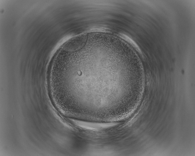 X0000070191043200605261152