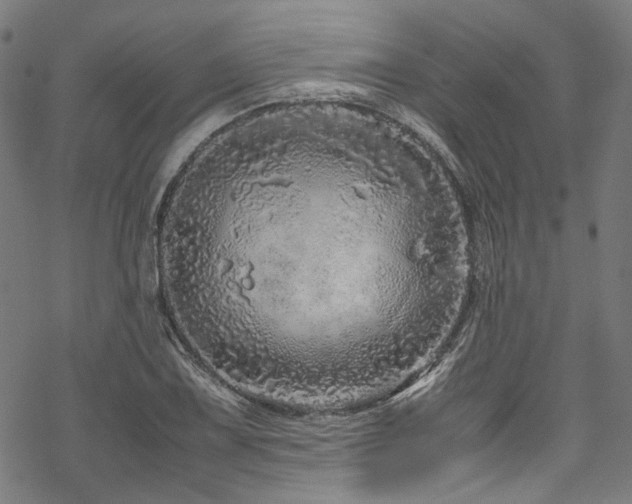 X0000070191075200605261152