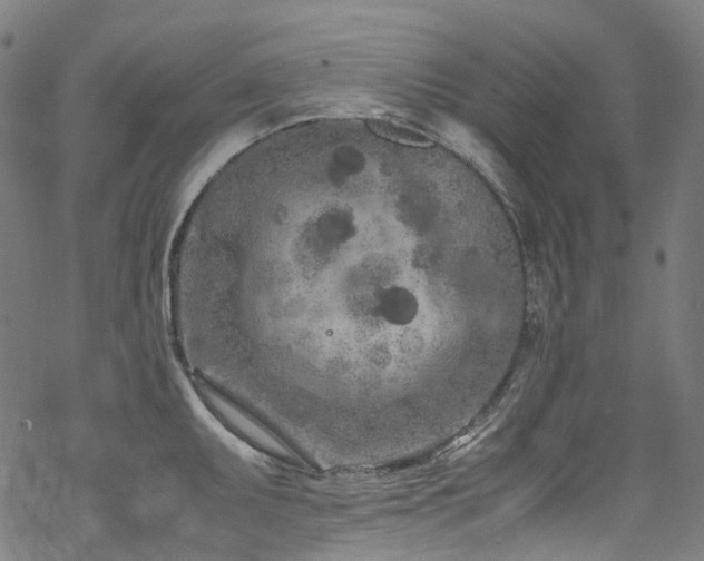 X0000070191095200605261151