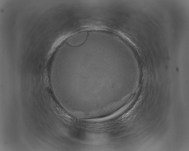 X0000070191215200605261149