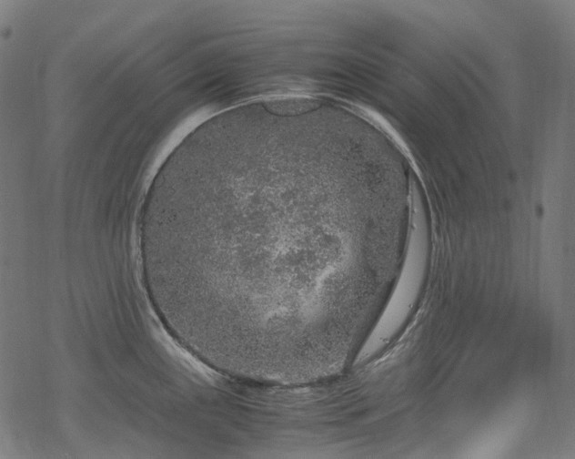 X0000070191243200605261149