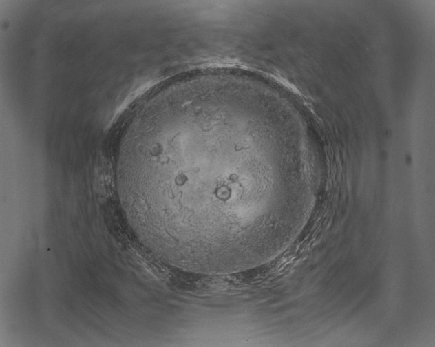 X0000070191255200605261149