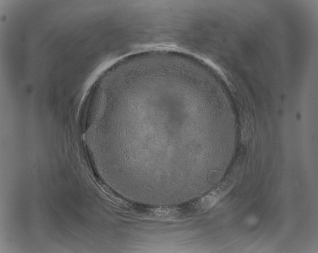 X0000070191271200605261148