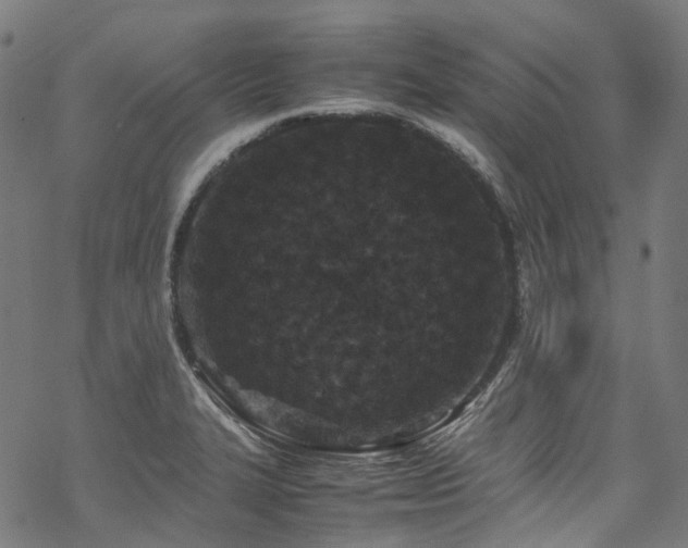 X0000070191327200605261148