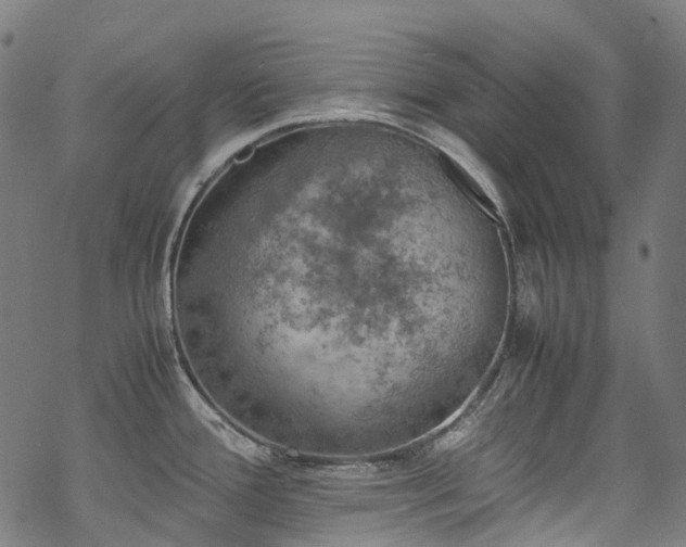 X0000070191388200605261147