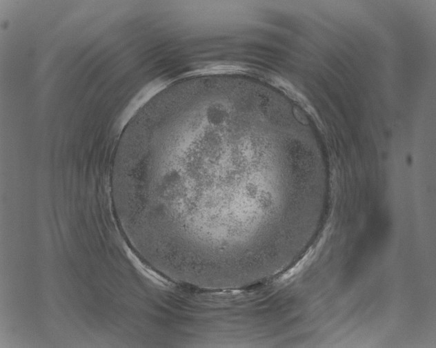 X0000070191425200605261146