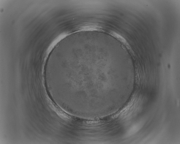 X0000070191427200605261146