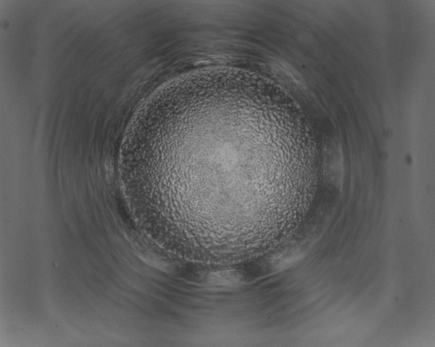 X0000070190173200605301321