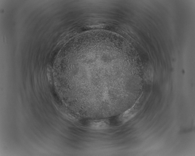 X0000070190175200605301321