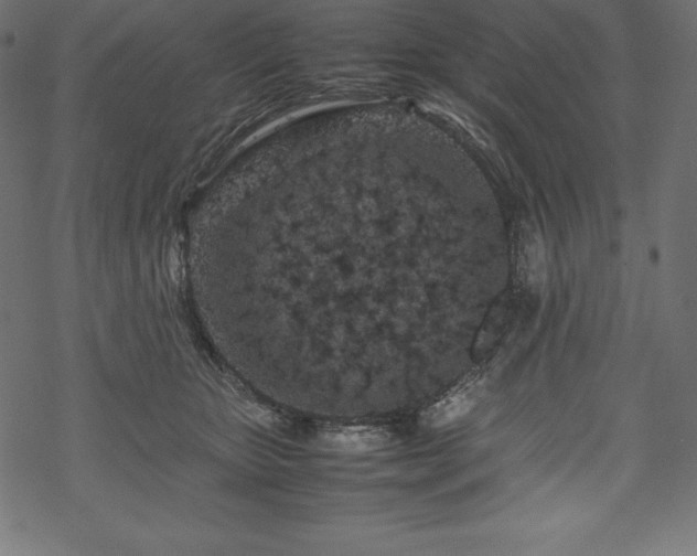 X0000070190467200605301317