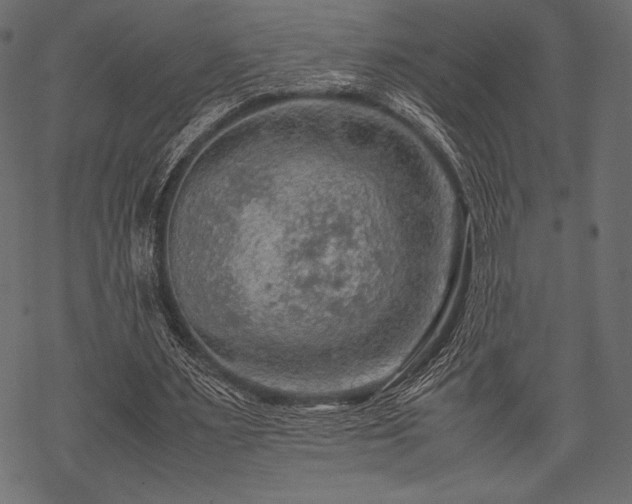 X0000070190483200605301316