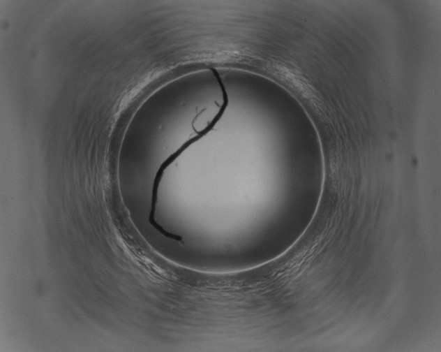 X0000070190532200605301315