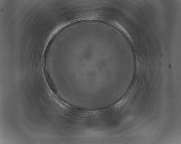 X0000070191035200605301307