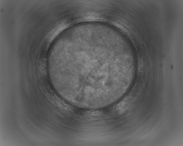 X0000070191314200605301303