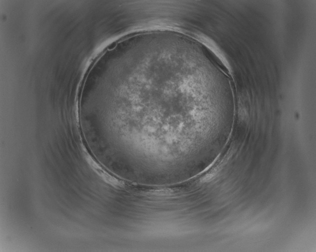 X0000070191388200605301302