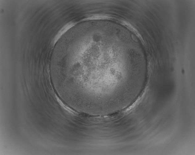 X0000070191425200605301301