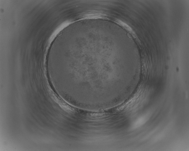 X0000070191427200605301301