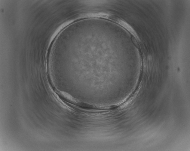 X0000070191436200605301301