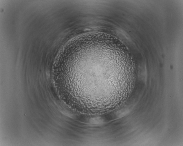 X0000070190173200606021106