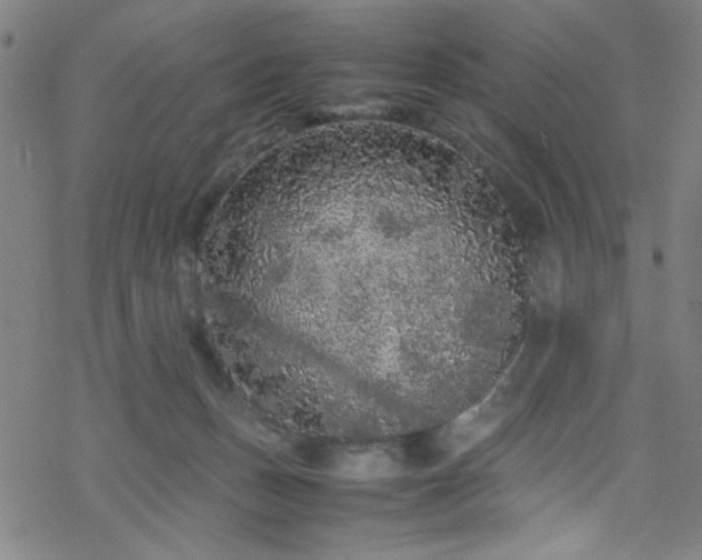 X0000070190175200606021106