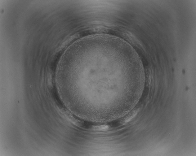 X0000070190266200606021105