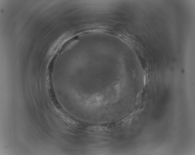 X0000070190339200606021103