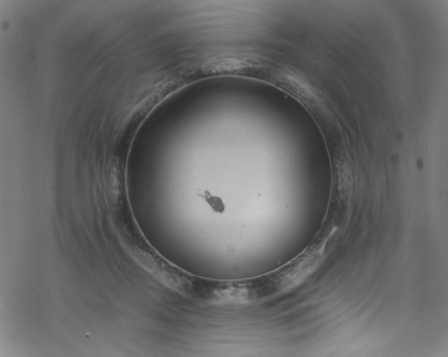 X0000070190362200606021103