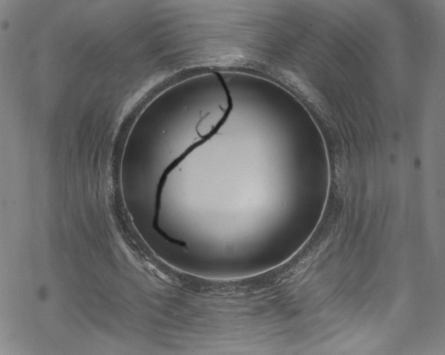 X0000070190532200606021059