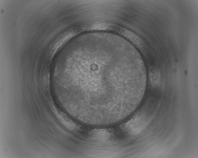 X0000070190534200606021059