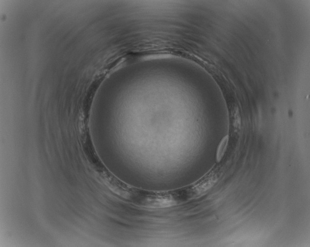 X0000070190559200606021100