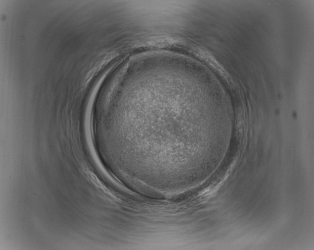 X0000070190585200606021059