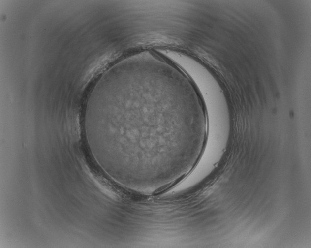 X0000070190638200606021058