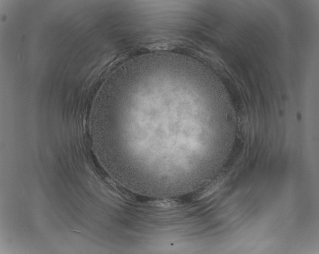 X0000070190652200606021058