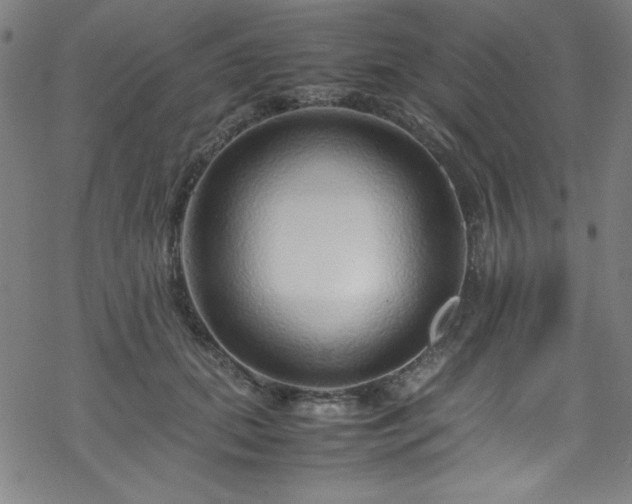 X0000070190655200606021058